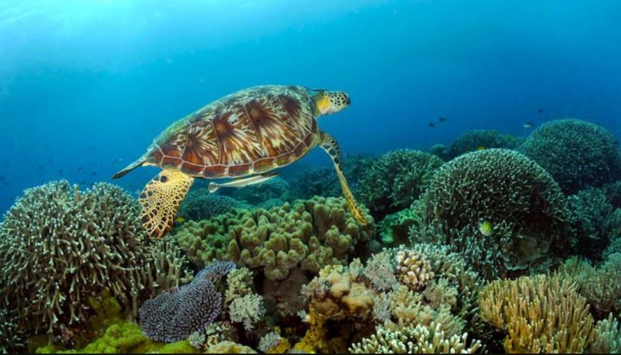 Tubbataha Reef, Palawan, Philippines